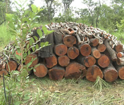 Timber-Ghana